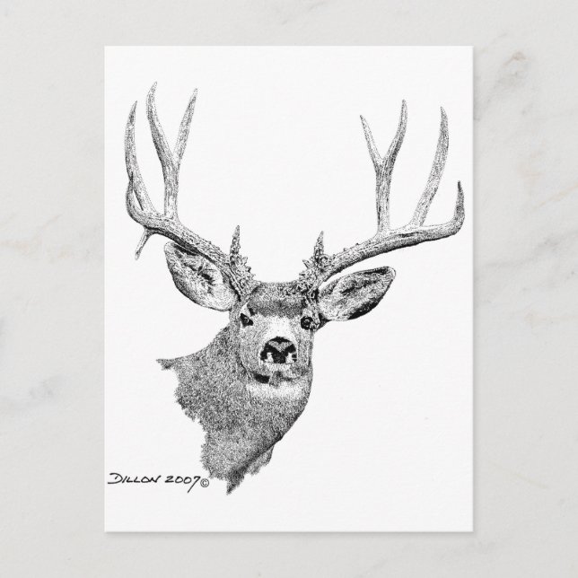 Mule Deer Postcard (Front)