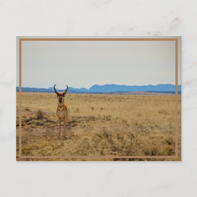 Mule Deer Postcard (Front)