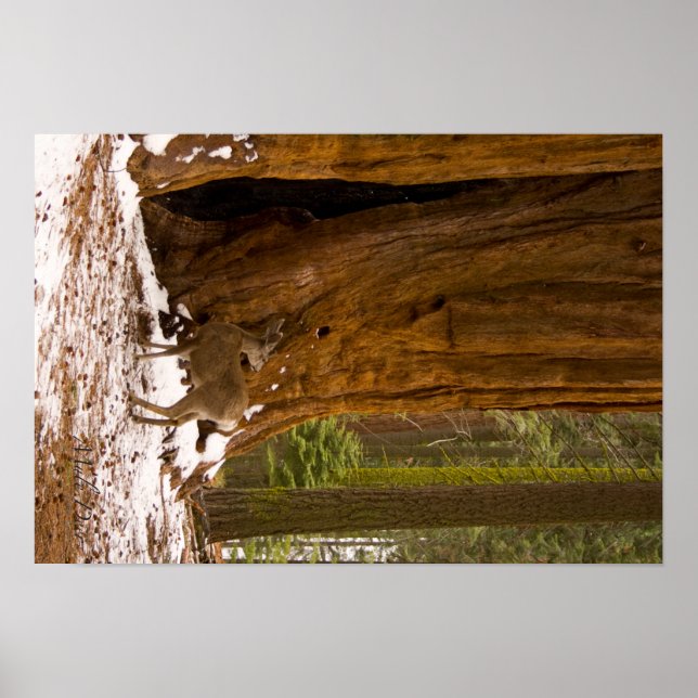 Mule Deer Poster (Front)