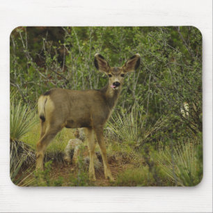Mule Deer Raspberry Mouse Pad