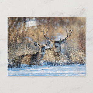 Mule Deer Resting in Snowy Grass Holiday Postcard