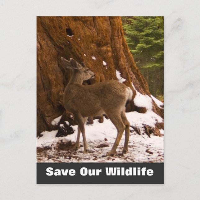 Mule Deer Save Our Wildlife Postcard (Front)