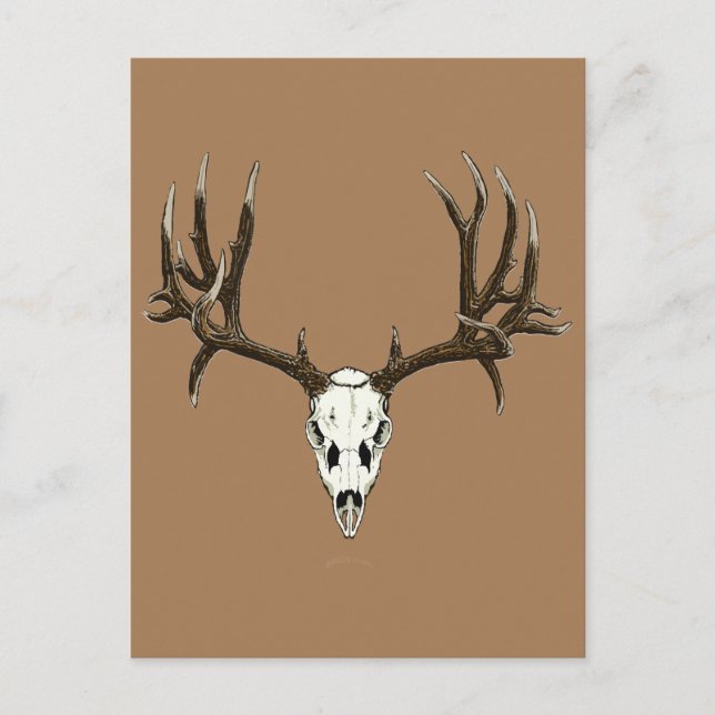 Mule deer skull postcard (Front)