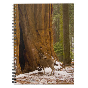 Mule Deer Spiral Notebook