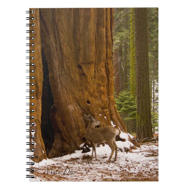 Mule Deer Spiral Notebook (Front)