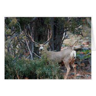 Mule deer spur buck