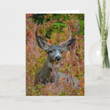 Mule Deer with fall colours Thank You Card