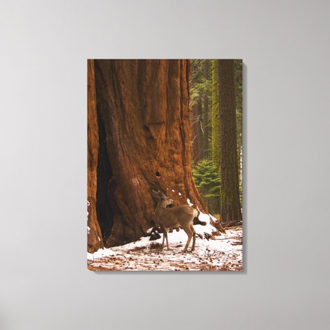 Mule Deer Wrapped Canvas (Front)