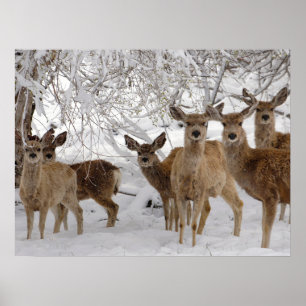 Mule Deer Wyoming Poster
