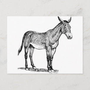Mule Drawing, Stubborn Postcard