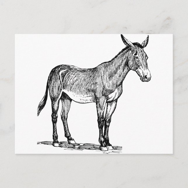 Mule Drawing, Stubborn Postcard (Front)