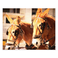 mule team