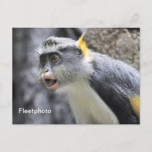 Muli-coloured Wolf Monkey Postcard