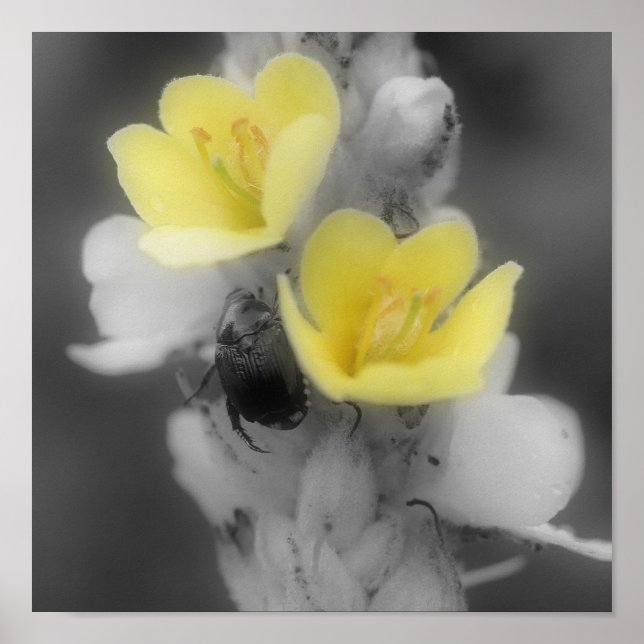 Mullein Flower Beetle BW Partial Colour Poster (Front)