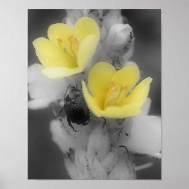 Mullein Flower Beetle BW Partial Colour Poster (Front)