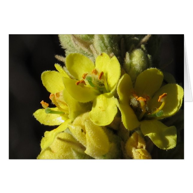 Mullen Flowers (Front Horizontal)