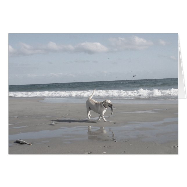 Mullet Pup III (Front Horizontal)