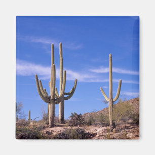 Multi armed Giant Saguaro cactus, Saguaro Magnet