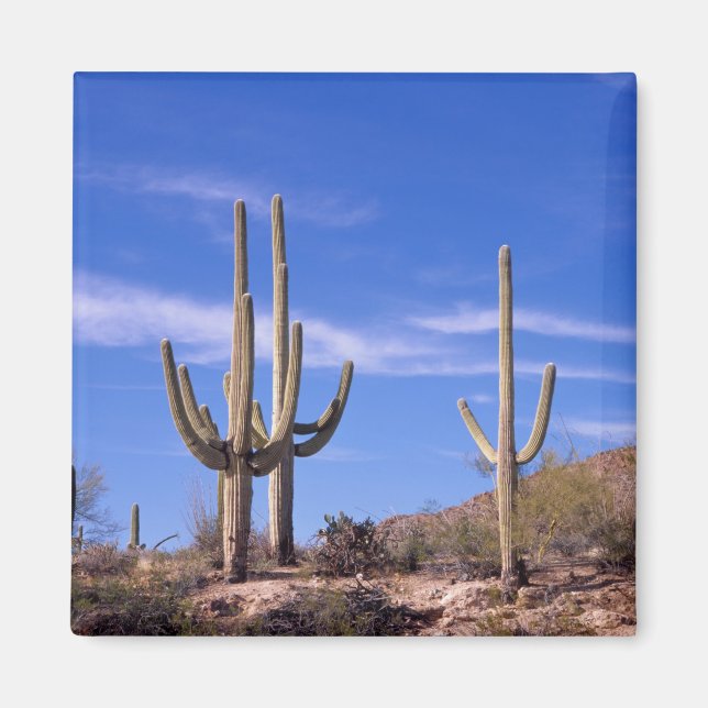 Multi armed Giant Saguaro cactus, Saguaro Magnet (Front)