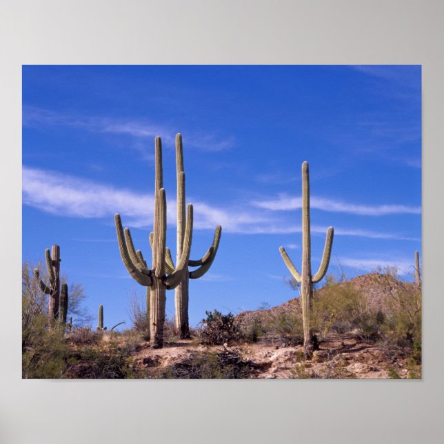 Multi armed Giant Saguaro cactus, Saguaro Poster (Front)