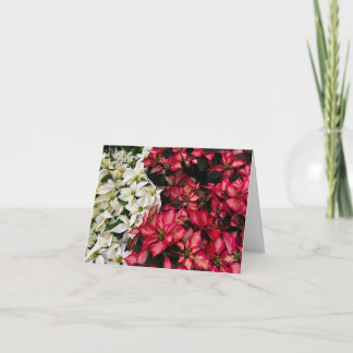 Multi Color Pointsettias Thank You Card