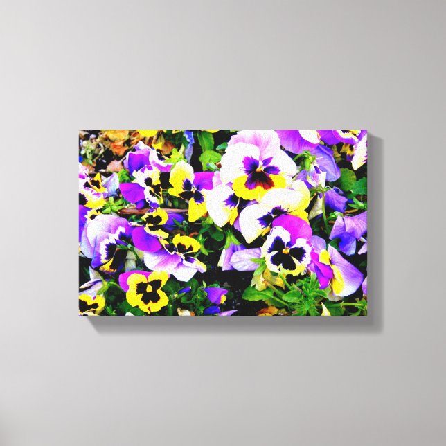 multi-colour pansies wrapped canvas (Front)