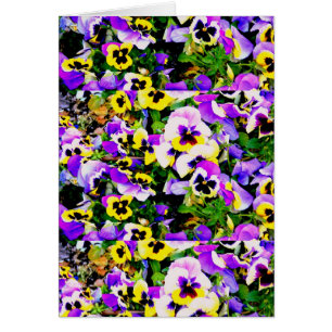 multi-colour pansy flowers