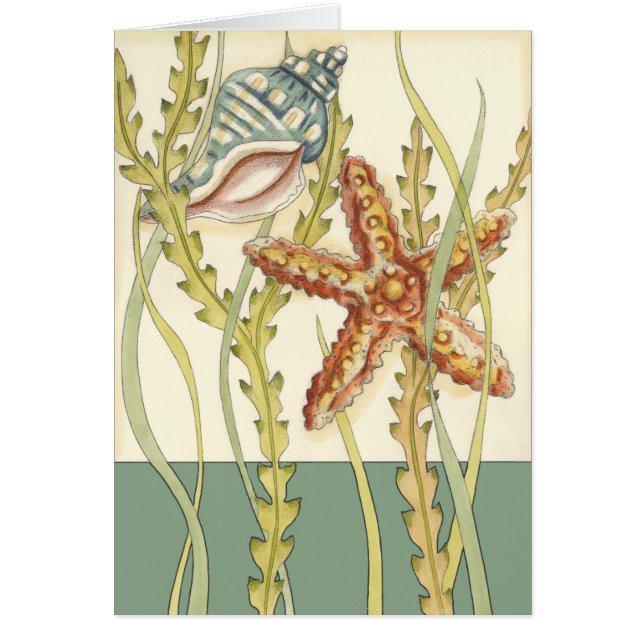 Multi-Colour Shell Party (Front)