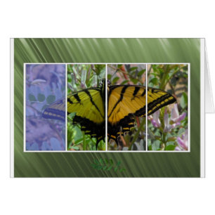 Multi Coloured Butterfly