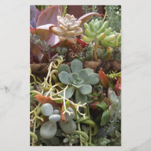 Multi-coloured-Cacti Stationery