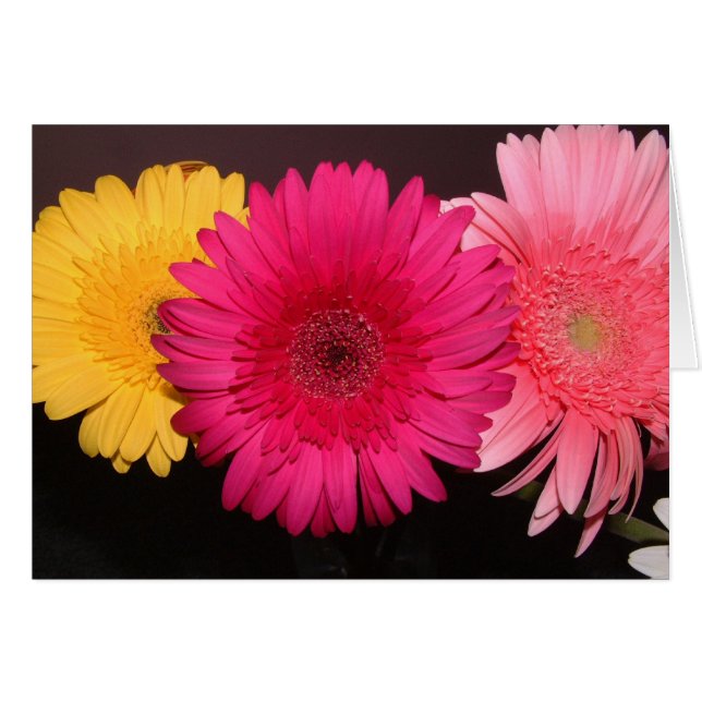 Multi coloured gerber daisies (Front Horizontal)