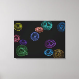 Multi coloured jelly fish on black background canvas print