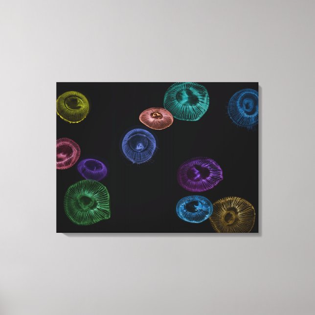 Multi coloured jelly fish on black background canvas print (Front)