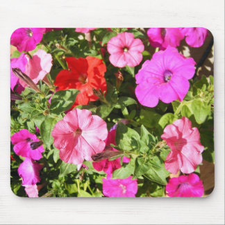 Multi-coloured Petunias Mouse Pad
