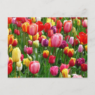 Multi-coloured Tulips Postcard