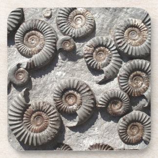 Multi fossil ammonites from the Lower Lias Coaster