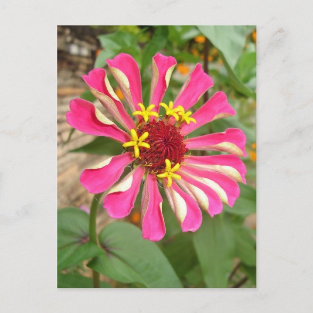 Multicolor Flower * Postcard (Front)