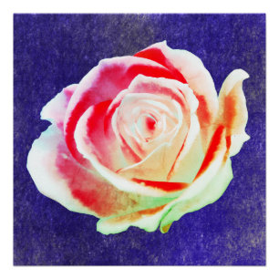 Multicolor rose on a blue bg poster