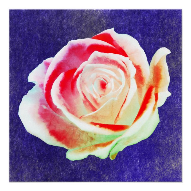 Multicolor rose on a blue  bg poster (Front)
