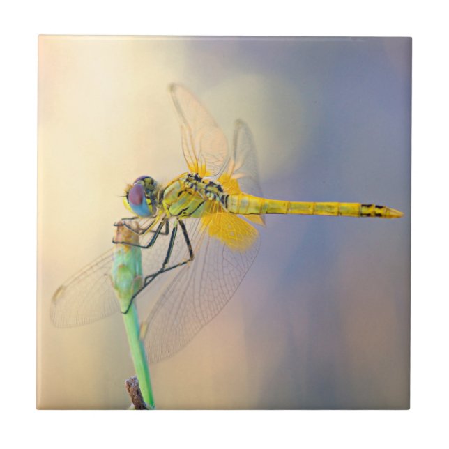 Multicolored Dragonfly Tile (Front)