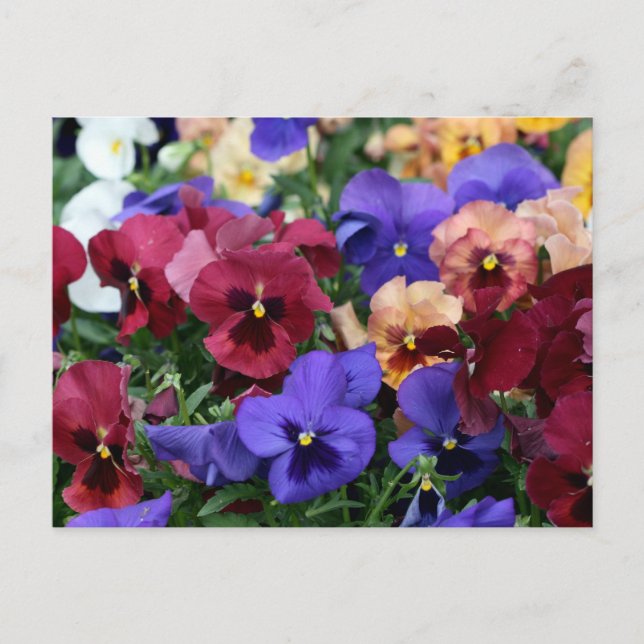 Multicolored Pansies Postcard (Front)