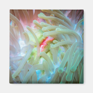 Multicolored Sea Anemone Magnet