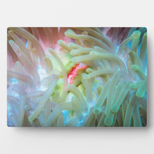 Multicolored Sea Anemone Plaque