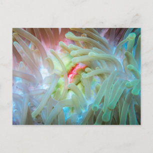 Multicolored Sea Anemone Postcard