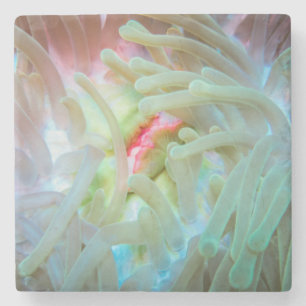 Multicolored Sea Anemone Stone Coaster