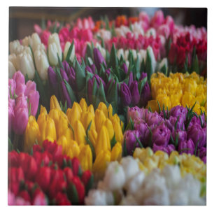 Multicolored Tulips Tile