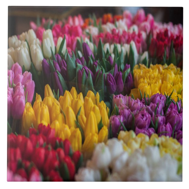 Multicolored Tulips Tile (Front)