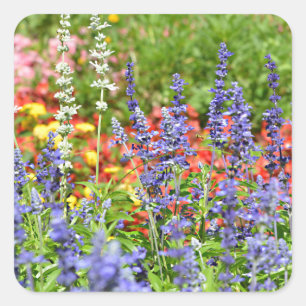 Multicolour flower bed with blue salvia genus square sticker