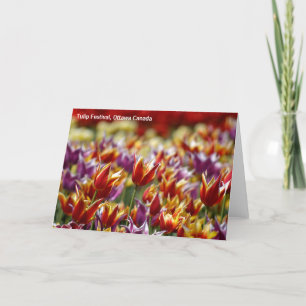 Multicoloured tulips card