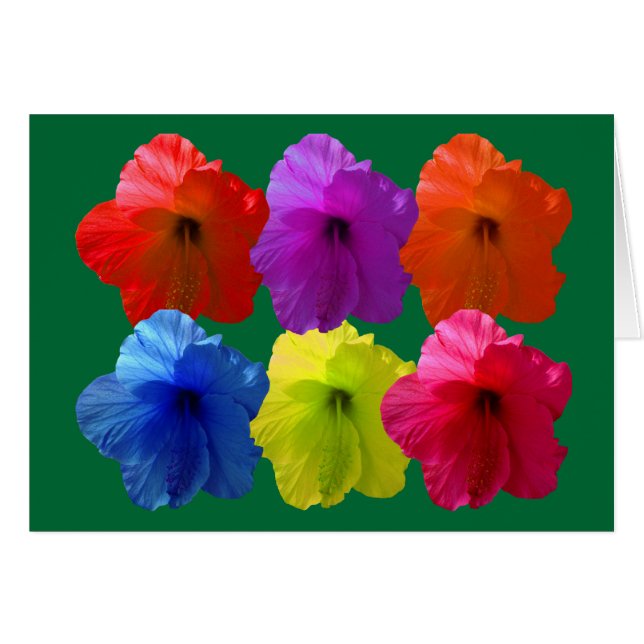 Multiple Coloured Hibiscus Flowers (Front Horizontal)